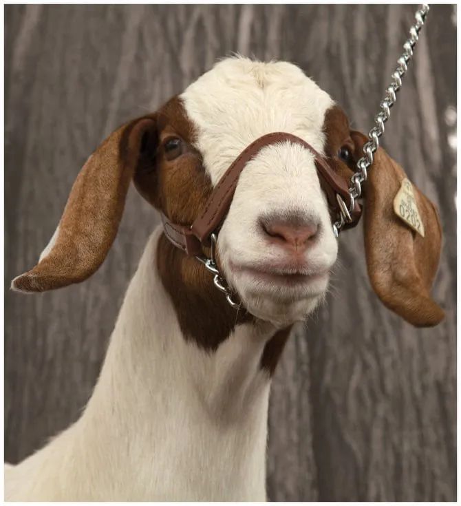 Brahma Webb Show Goat Halter