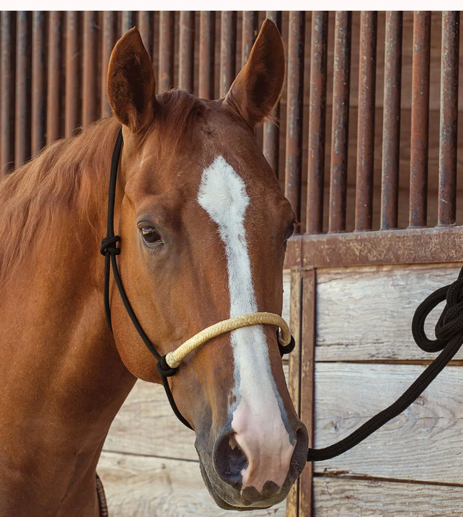 Classic Equine Braided Rawhide Nylon Rope Halter