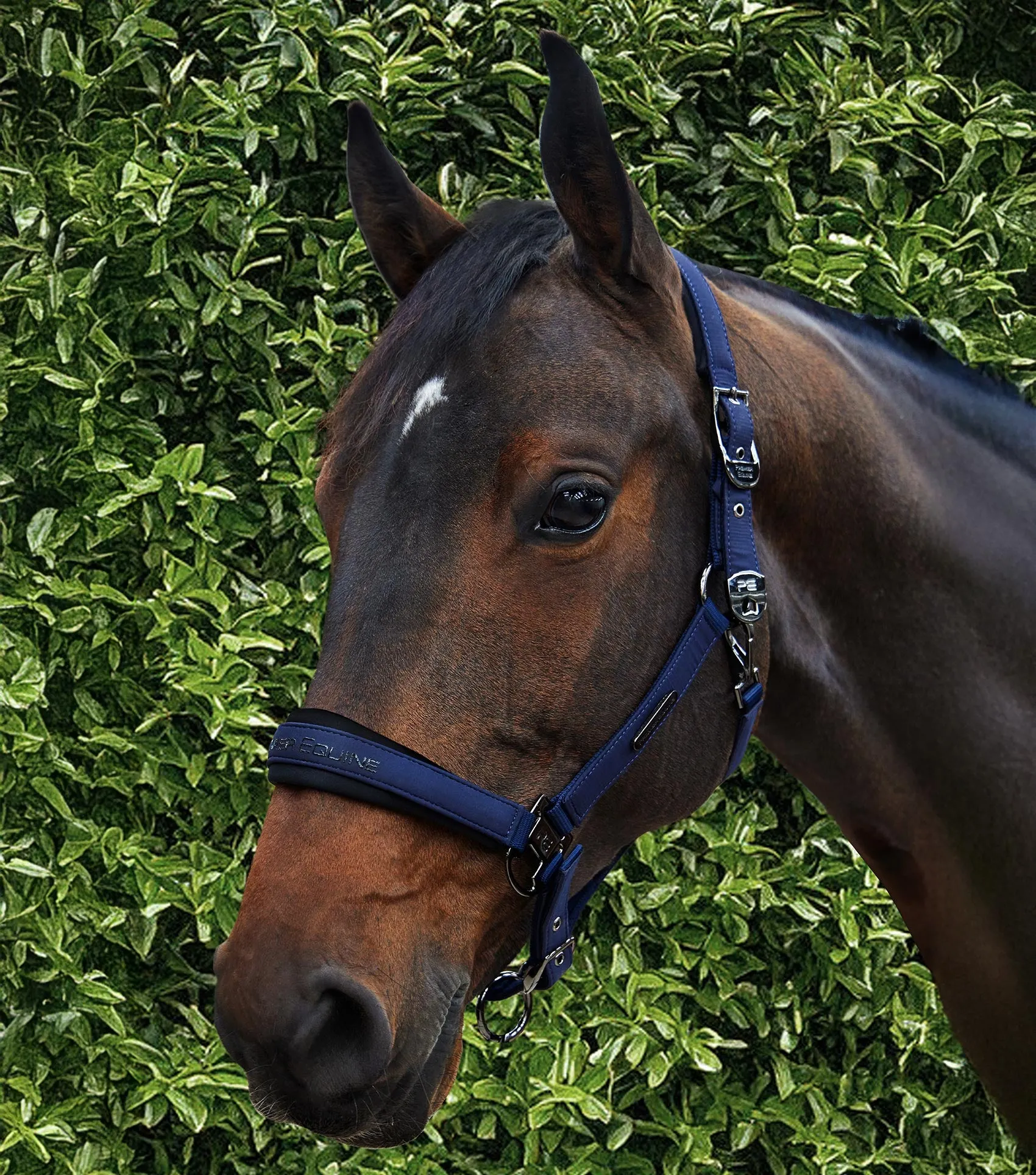 Duco Padded Head Collar with Lead Rope Navy