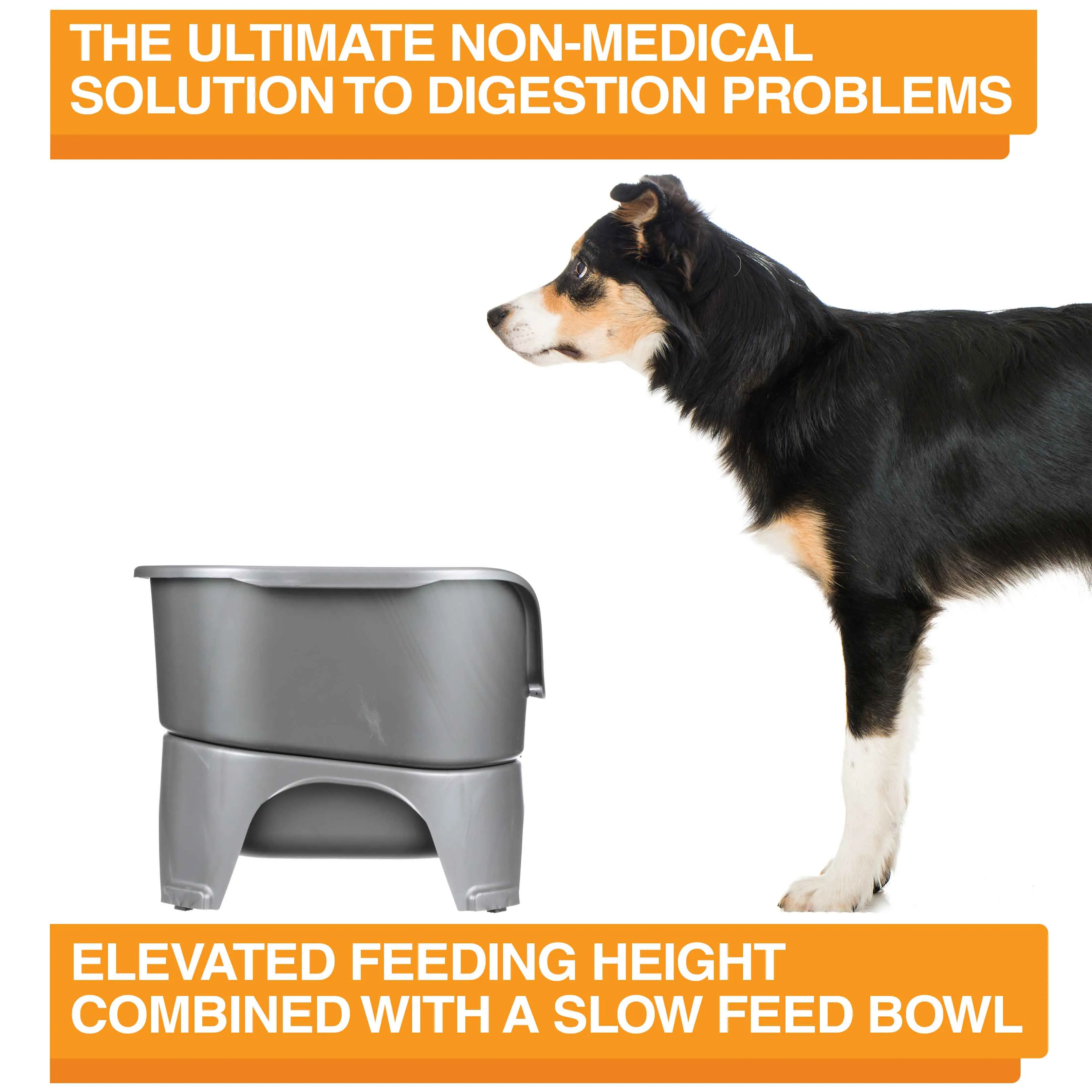 EXPRESS Neater Feeder with Stainless Steel Slow Feed Bowl