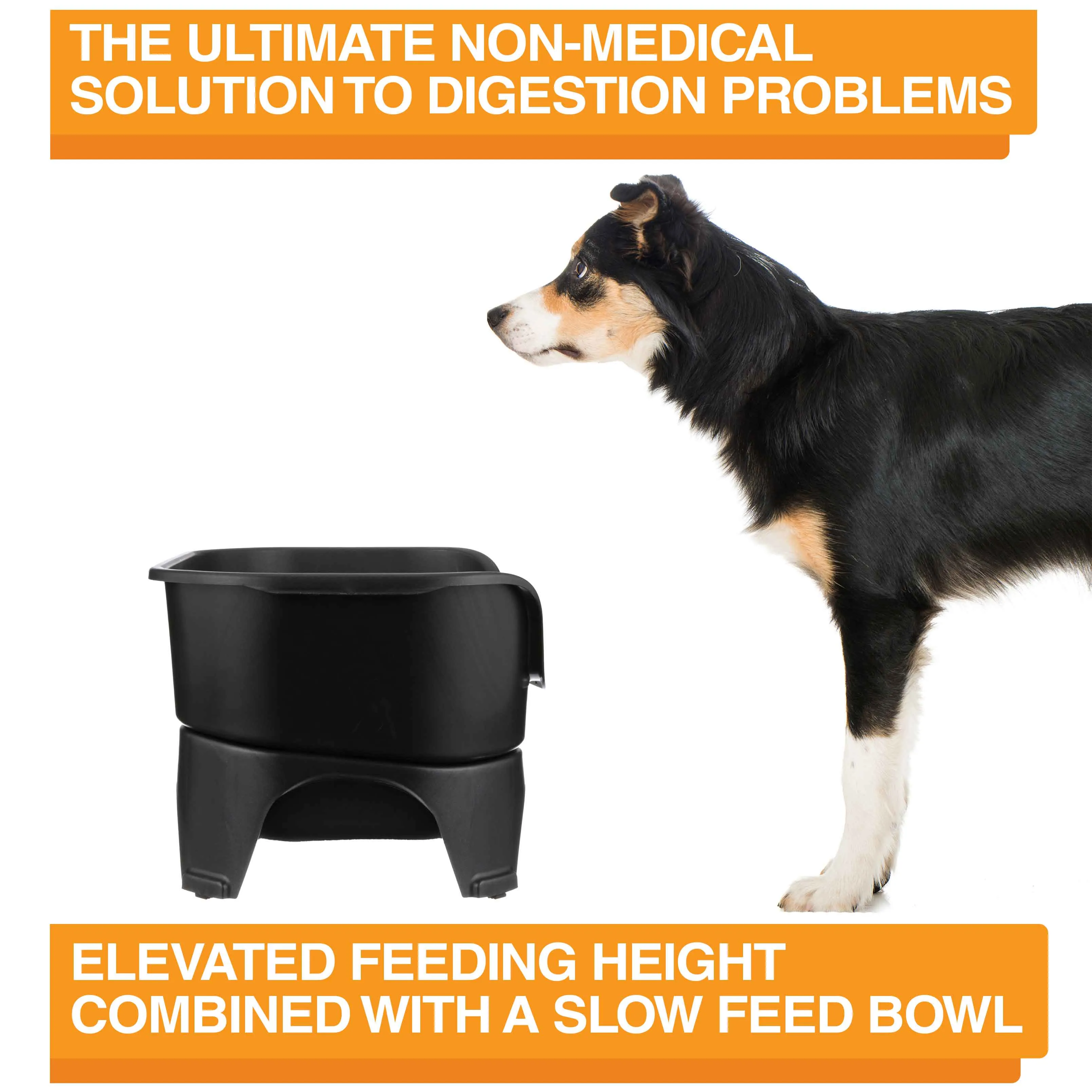 EXPRESS Neater Feeder with Stainless Steel Slow Feed Bowl