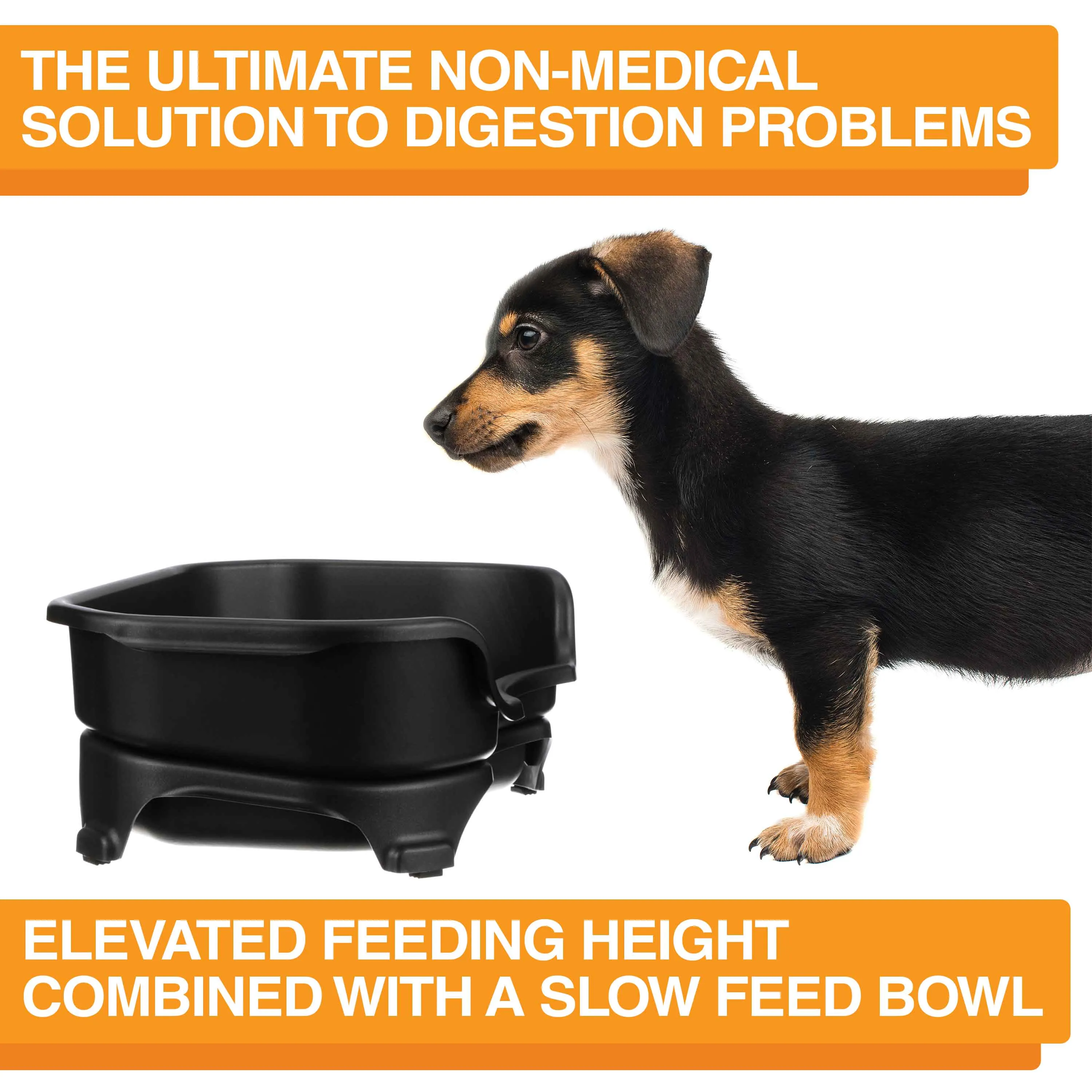 EXPRESS Neater Feeder with Stainless Steel Slow Feed Bowl