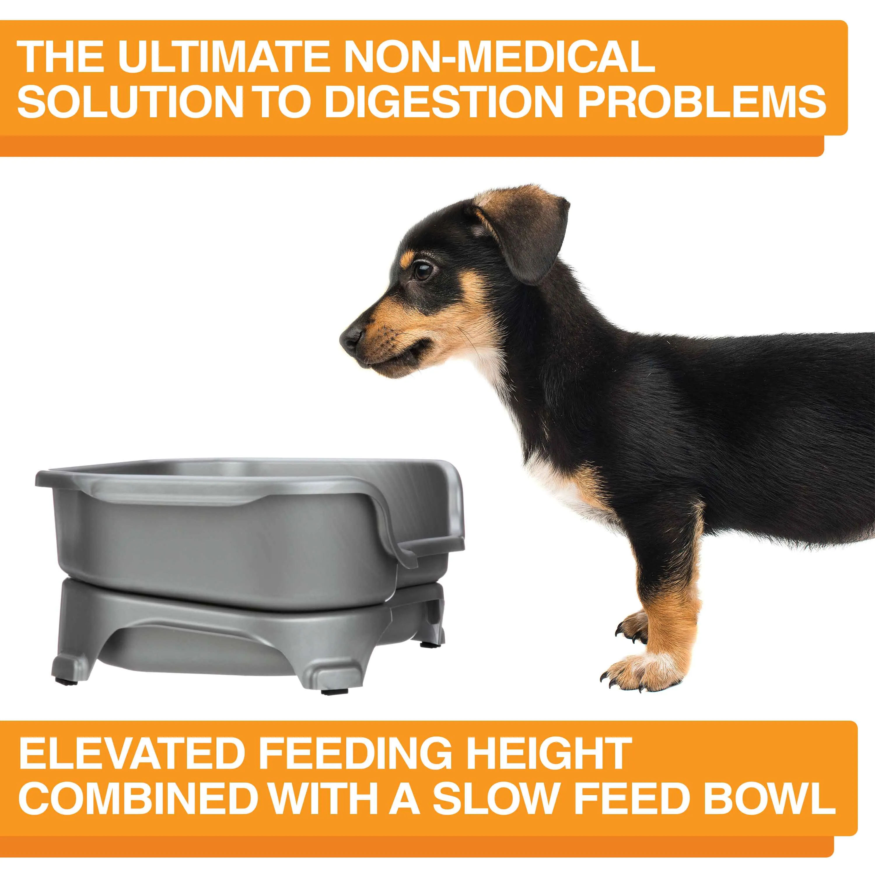 EXPRESS Neater Feeder with Stainless Steel Slow Feed Bowl