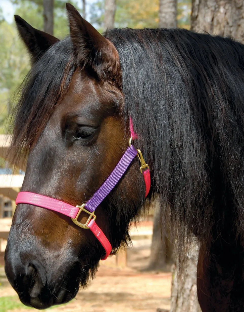 Perri's Nylon Breakaway Halter, Cob Size